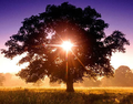 sun_in_tree